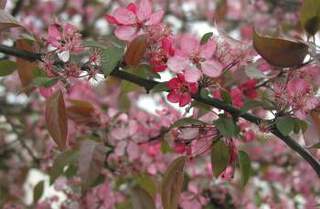 Pommier d'ornement - MALUS 'Coccinella®' - Petit arbre