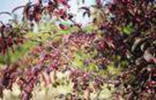 MALUS Coccinella®fruits