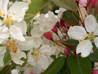 Pommier d'ornement - MALUS 'Mont Blanc' - Petit arbre