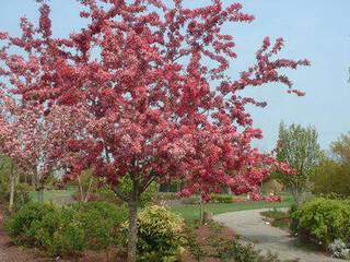 Malus Profusion 3