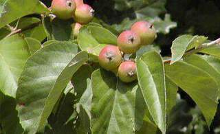 Pommier d'ornement - MALUS tschonoskii - Petit arbre