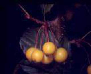 Pommier d'ornement - MALUS 'Winter gold' - Petit arbre