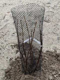  - Manchon de protection grillagé 'PROTECTNET' - Lutte biologique et protection