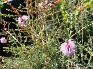 Melaleuca gibbosa at