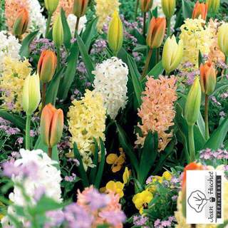 Tulipe - Mélange de Bulbes 'Parfum des Vosges' - Bulbe