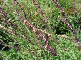 Mélique - MELICA altissima - Graminées