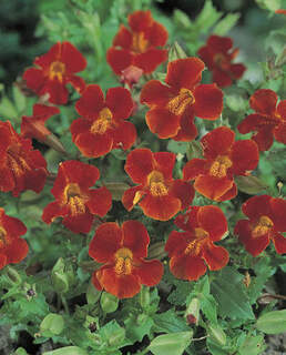 Mimulus cupreus