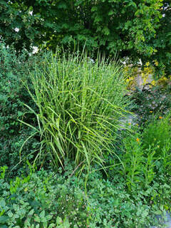 Eulalie - MISCANTHUS sinensis 'Strictus' - Graminées