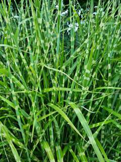 Eulalie - MISCANTHUS sinensis 'Zebrinus' - Graminées