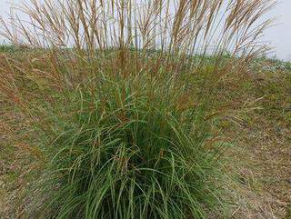 Eulalie - MISCANTHUS sinensis 'Adagio' - Graminées