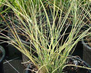 Eulalie - MISCANTHUS sinensis 'Morning Light' - Graminées