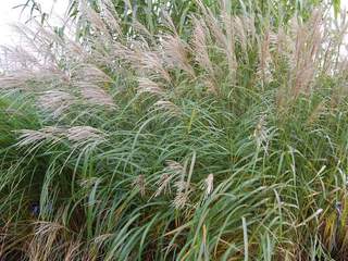 Roseau de Chine - MISCANTHUS sinensis - Graminées