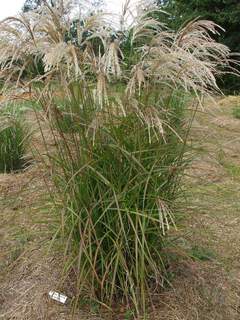 Miscanthus sinensis 'Kaskade'