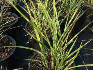 MISCANTHUS strictus