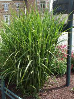 MISCANTHUS 'Zebrinus'AT