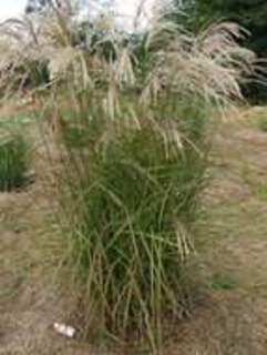 graminées-miscanthus-sinensis-kaskad