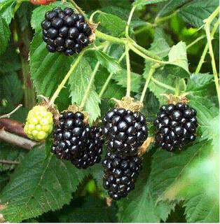 Rubus fruticosus - MURE sans épines  'Thornless Evergreen' - Arbre fruitier