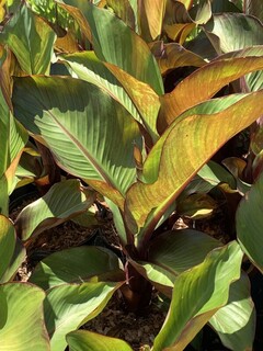 Bananier d'Abyssinie - MUSA ensete 'Maurelii' - Arbuste
