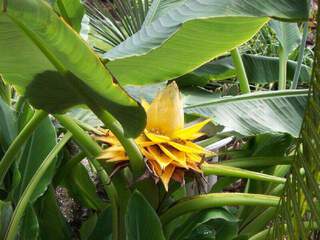 Bananier nain chinois - MUSELLA lasiocarpa - Arbuste