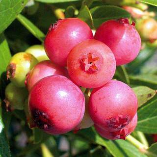 Vaccinium corymbosum - MYRTILLE 'Pink Lemonade' - Arbre fruitier