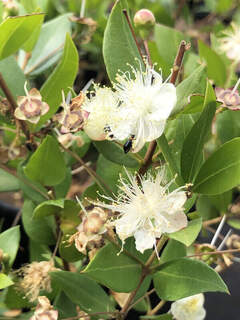 Luma - Myrte - MYRTUS communis - Arbuste