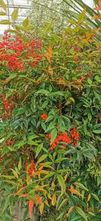 Bambou sacré - NANDINA domestica - Arbuste