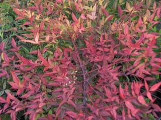 Nandina domestica