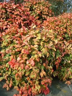 Bambou sacré nain - NANDINA domestica 'Fire power' - Arbuste