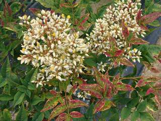 NANDINA domestica fleur AT