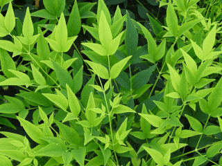Bambou sacré Lemon-Lime - NANDINA domestica 'Magical® Lemon lime' - Arbuste