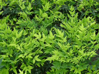 NANDINA Domestica Lemon Lime '