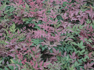 NANDINA Domestica Obsessed 1