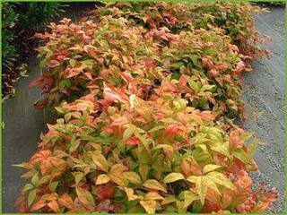 nandina fire power