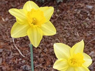 Narcisse - Narcisses à coupe large 'Carlton' - Bulbe