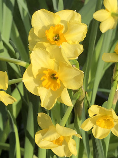 Jonquille des bois, jonquille odorante - Narcisses 'Golden Dawn' - Bulbe