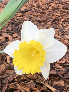 Narcisse - Narcisses à coupe large 'Ice follies' - Bulbe