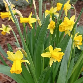 Narcisses - Narcisses cyclamineus 'Tête à tête' - Bulbe