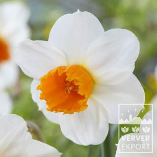 Narcisses - Narcisses Cyclamineus  'Orange Comet' - Bulbe