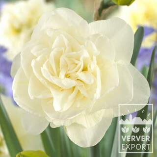 Narcisse - Narcisses doubles 'Obdam' - Bulbe