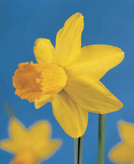 Narcisses - Narcisses cyclamineus 'Jetfire' - Bulbe