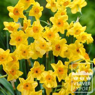 Jonquille des bois, jonquille odorante - Narcisses Joncquilla 'Golden Dawn' - Bulbe