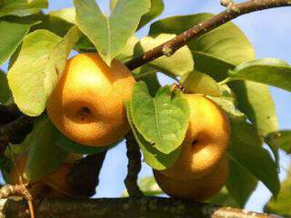 Pyrus pyrifolia - NASHI 'Shinseiki' - Arbre fruitier