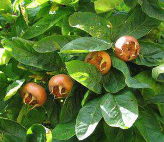 Mespilus germanica - NEFLIER greffé 'Belle de Grand Lieu' - Arbre fruitier