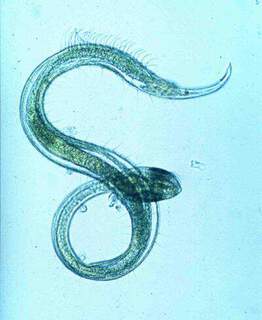 nematode2