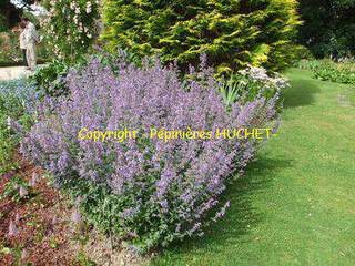 Chataire - NEPETA mussinii - Vivace