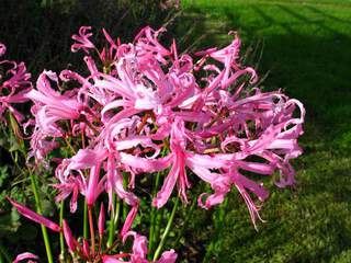 Nérine - NERINE bowdenii -lot de 3- - Bulbe