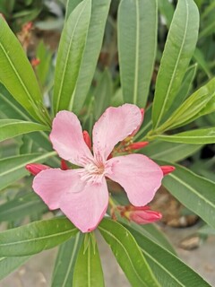 Laurier rose - NERIUM oleander 'Atlas' - Arbuste