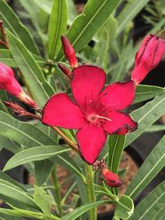 Laurier rose - NERIUM oleander 'Petite red' - Arbuste