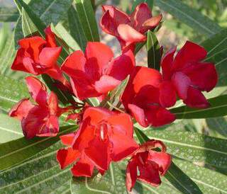 Laurier rose - NERIUM oleander Rouge simple - Arbuste