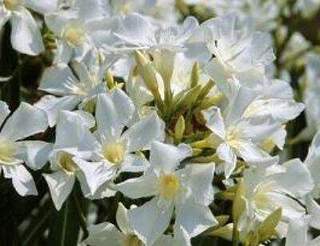 Laurier rose - NERIUM oleander Blanc - Arbuste